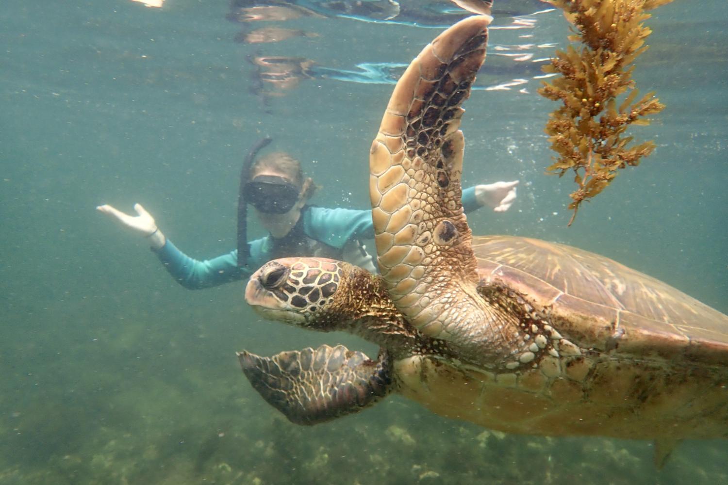 一名<a href='http://sfuq.ngskmc-eis.net'>bv伟德ios下载</a>学生在Galápagos群岛游学途中与一只巨龟游泳.